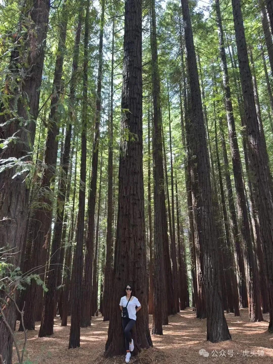 Michelle among towering trees