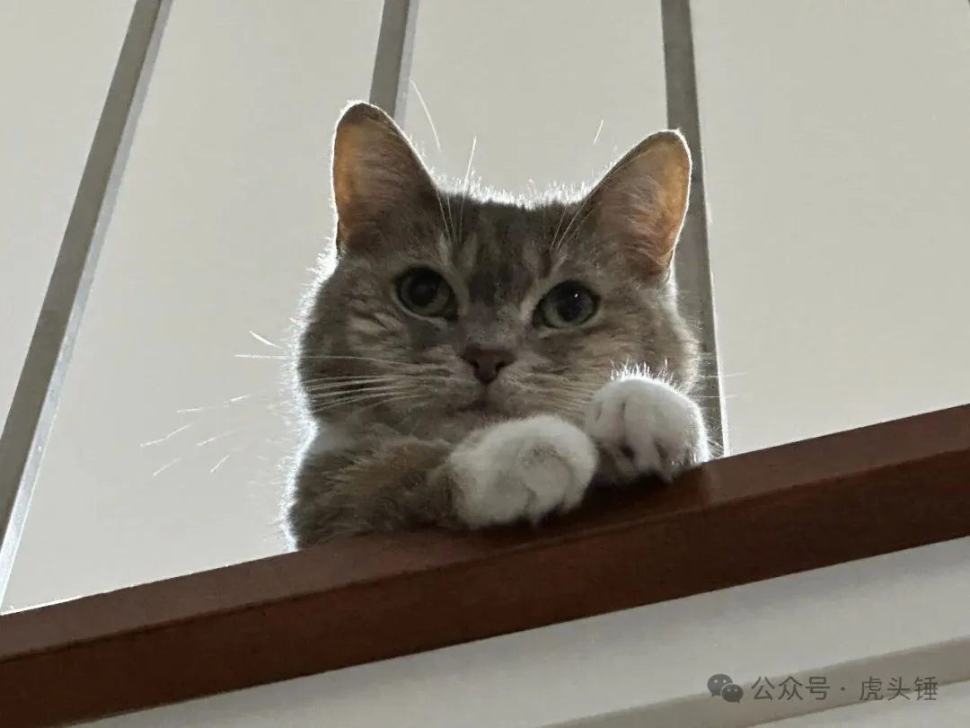 Coco the cat